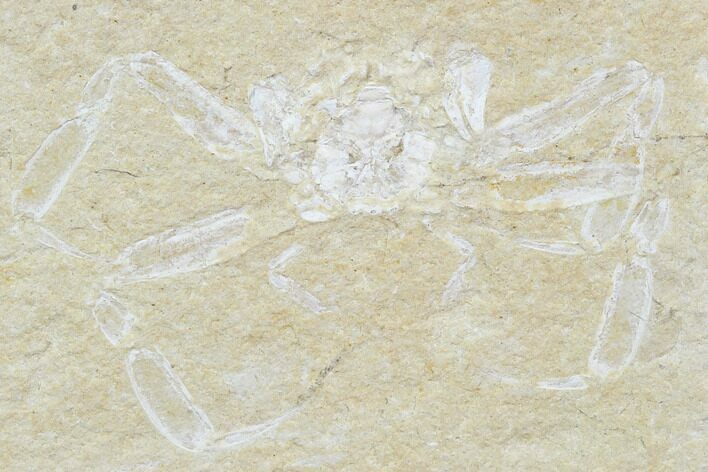 Cretaceous Armored Crab (Corazzatocarcinus) - Lebanon #107555